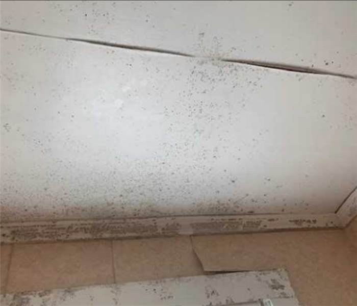 mold growing on white ceiling 