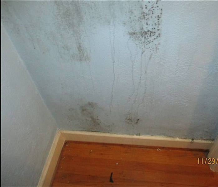 Light Blue wall with mold growing on the wall