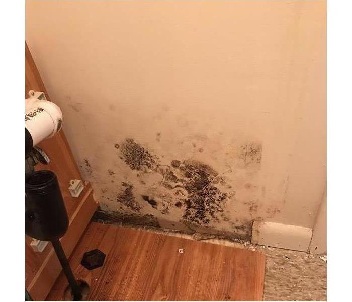 Black mold on white wall